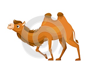 Brown Camel as Even-toed Ungulate Desert Animal Walking Vector Illustration