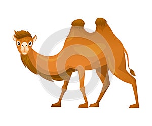 Brown Camel as Even-toed Ungulate Desert Animal Walking Vector Illustration