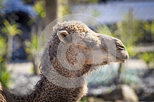 A brown Camel in profile looking into the distance