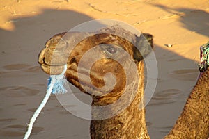 Brown camel in sand desert