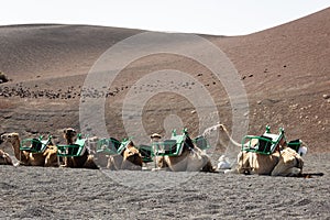 Brown camels resting on volcanic ground in Lanzarote, Canary Islands