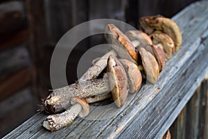 Brown cap boletus