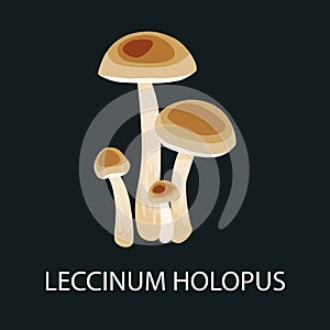 Brown cap boletus leccinum holopus, mushroom in a forest. Wild Foraged , Vector edible natural mushrooms in