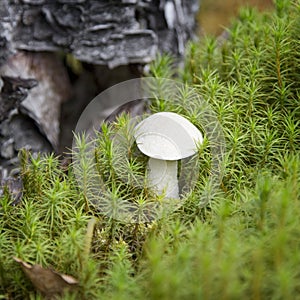 Brown cap boletus (Leccinum scabrum mushroom) in the green moss