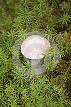 Brown cap boletus (Leccinum scabrum mushroom) in the green moss