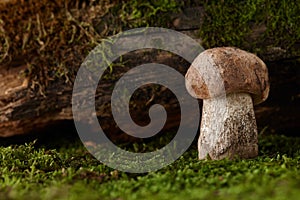 Brown cap boletus mushroom growing under snag