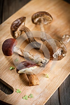 Brown-cap boletus mushrooms