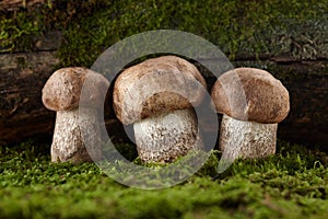 Brown cap boletus mushrooms in forest, close up view