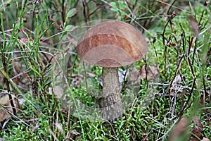 Brown cap boletus mushrooms in the forest, growing in moss.