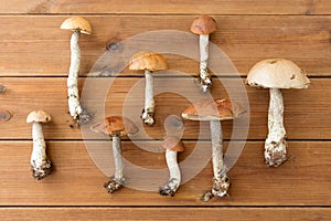 Brown cap boletus mushrooms on wooden background