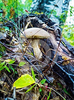 Brown cap boletus and orange cap boletus. Crop of forest edible mushrooms.