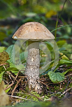 Brown cap boletus
