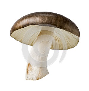 Brown cap mushroom, Wild mushroom isolated on white background, with clipping path