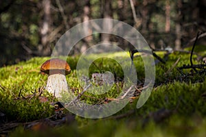 Brown cap porcini mushroom grow in nature