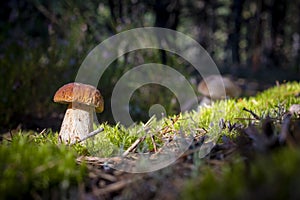 Brown cap porcini mushroom grow in wood