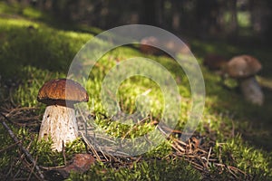 Brown cap porcini mushrooms in moss