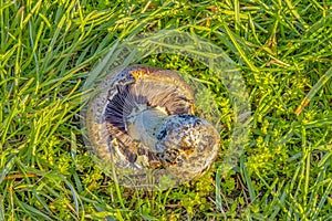 Brown Capped Agaricus Mushroom in Green Grass