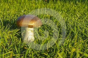 Brown Capped Agaricus Mushroom in Green Grass