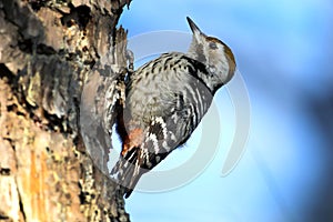 Brown-capped pygmy woodpecker