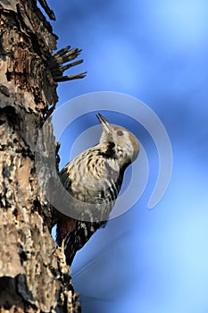 Brown-capped pygmy woodpecker