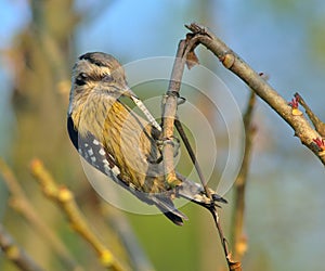 Brown-capped Pygmy Woodpecker (Dendrocopos nanus)