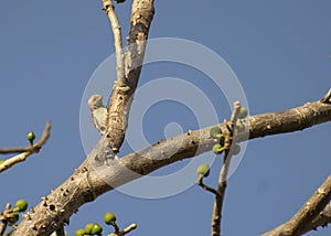 Brown-capped pygmy woodpecker or Indian pygmy woodpecker Yungipicus nanus