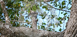 Brown capped pygmy woodpecker pecking at a tree branch