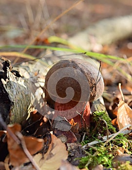 Brown capped red footed mushroom in a birch forest