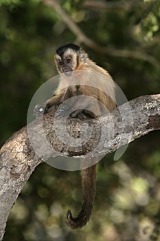 Brown capuchin or black-striped capuchin or bearded capuchin, Cebus libidinosus