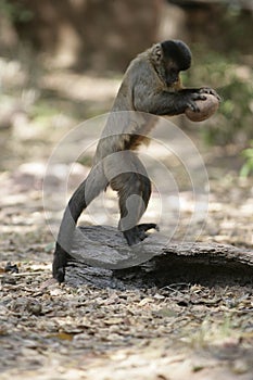 Brown capuchin or black-striped capuchin or bearded capuchin, Cebus libidinosus