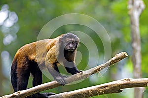 Brown Capuchin Monkey
