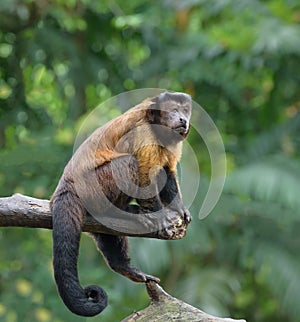 Brown capuchin monkey