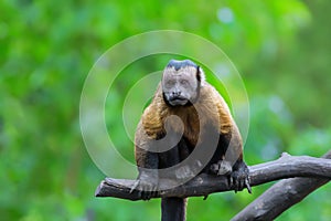 Brown Capuchin monkey