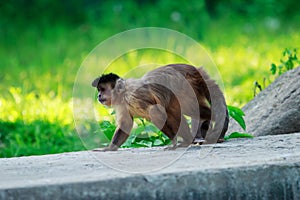 Brown capuchin monkey