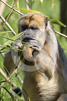 Brown capuchin monkey (Cebus apella)