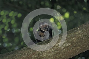 Brown Capuchin monkey. photo