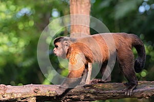 Brown capuchin