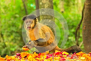 Brown Capuchin Monkey