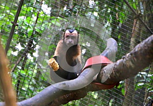 Brown capuchin monkeys Cebus Apella .