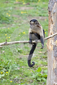 Brown Capuchin sitting in a tree