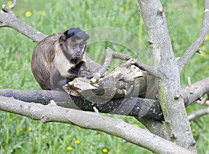 Brown Capuchin sitting in a tree
