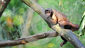 Brown capuchin on a tree branch
