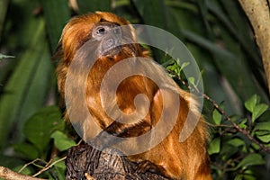 Brown capucin monkey close up photo
