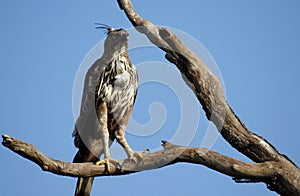 Brown carnivores bird, bird rest in tree branch, closeup, wildlife photography