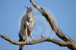 Brown carnivores bird, bird rest in tree branch, closeup, wildlife photography photo