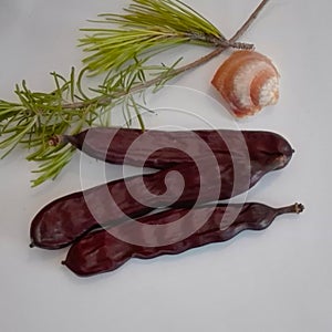 A brown carob fruit, a sprig of green rosemary and a slightly broken side shell, orange photo