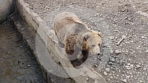 Brown Carpathian bear at the Zoo of Targu Mures Romania