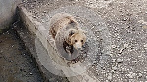 Brown Carpathian bear at the Zoo of Targu Mures Romania