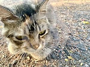 The brown cat approached and sat quietly