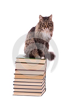 Brown cat on a books on white background